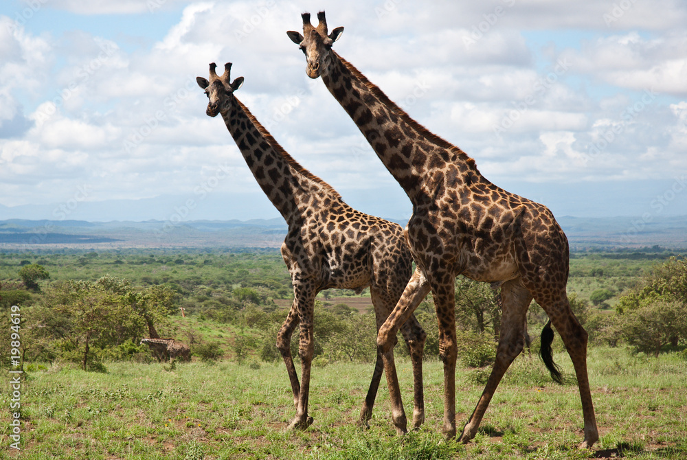 Obraz premium Giraffen