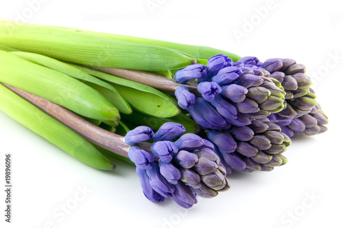 Group blue hyacinth photo