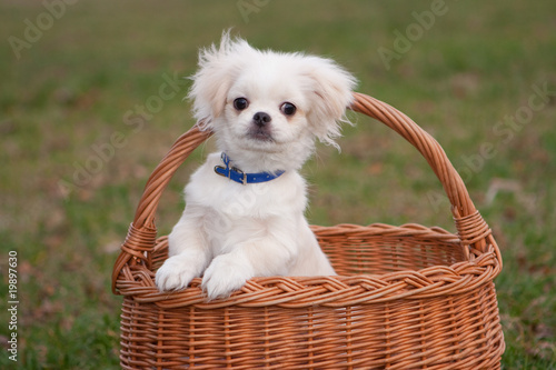 Pekinese puppy in basket