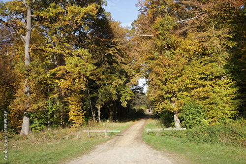 Forêt de Compiègne