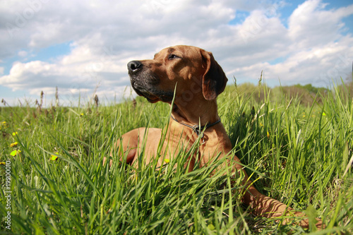 Ridgeback