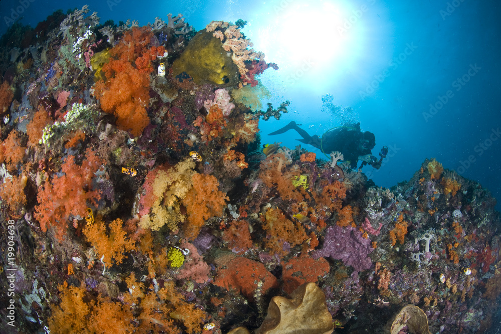 Fototapeta premium Plongeuse le long du récif, photo sous marine, Lembeh, IndonŽsie