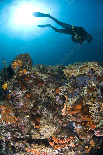 Wallpaper Mural Plongeuse le long du récif, photo sous marine, Lembeh, IndonŽsie Torontodigital.ca