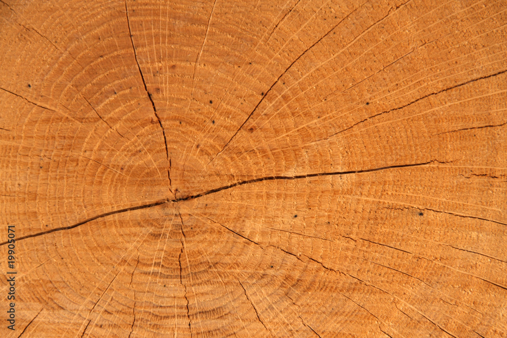 Fototapeta premium drzewo