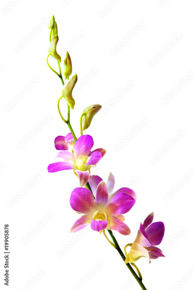 Obraz premium Blooming violet orchids flower isolated on white background