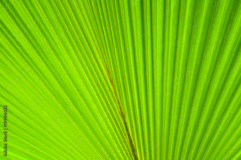 green natural leaf background green natural leaf background
