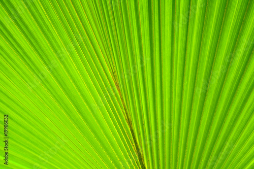green natural leaf background