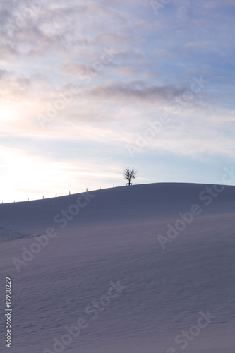 tree in winter landscape