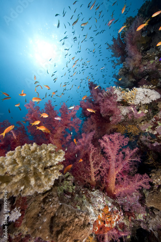 Ocean fish and coral