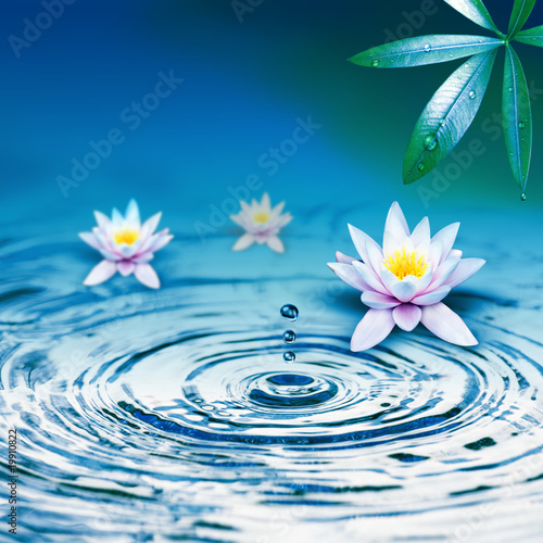 Weisse Lilien im Wasser