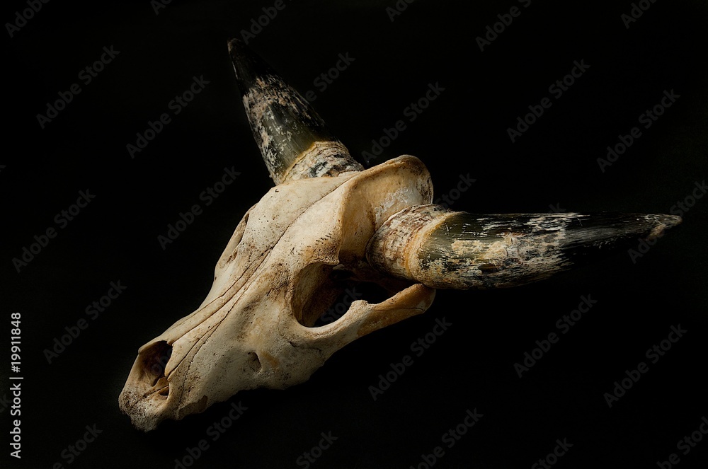 Cow Skull Cow Skull