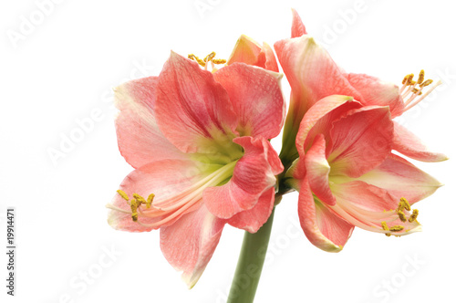 Pink Amaryllis Novella on white