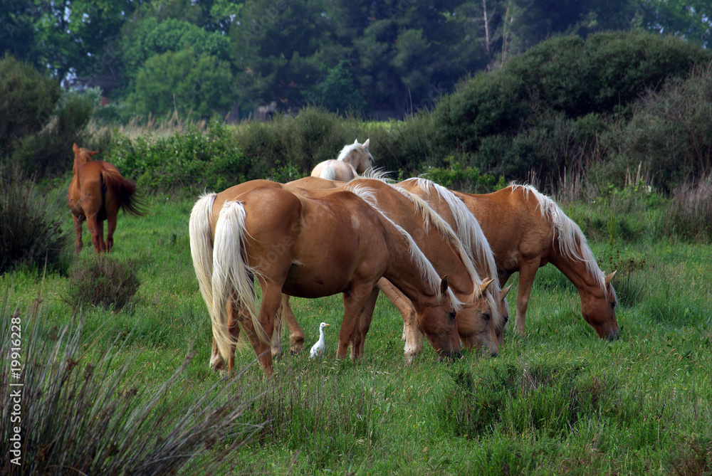 chevaux à l'aigrette, en Camargue, France