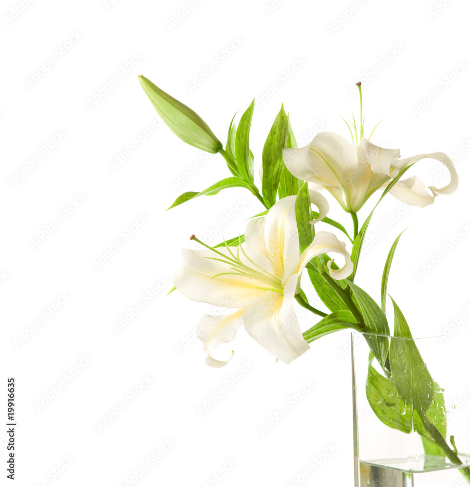 white lilies ' bunch on a white background