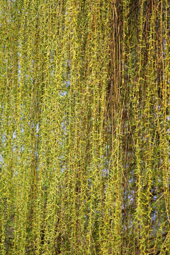 Obraz premium SONY DSC