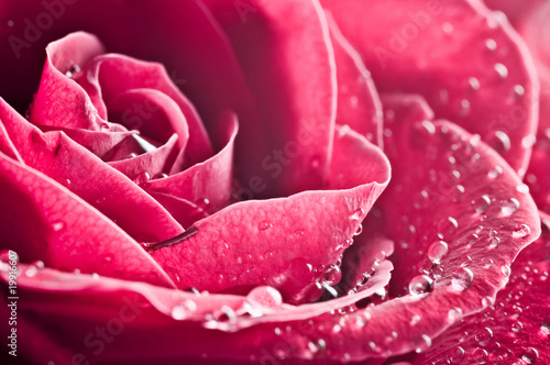 beautiul red rose with water drops