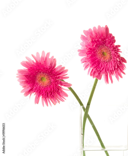 Beautiful two pink gerber on a white background