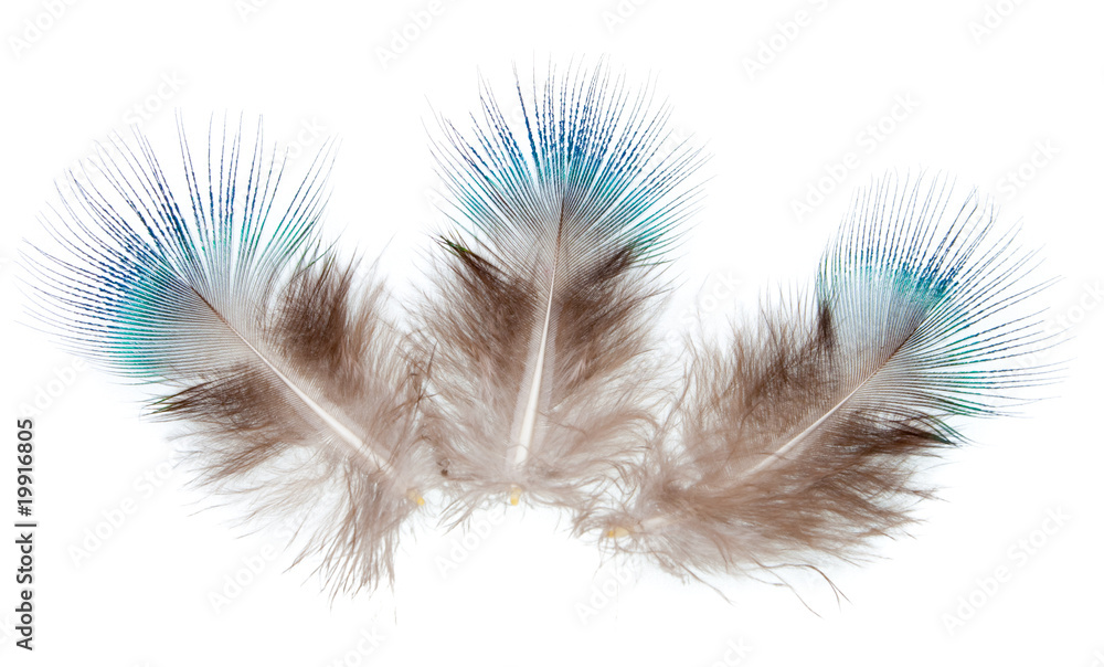Obraz premium Peacock feather (down) isolated on white