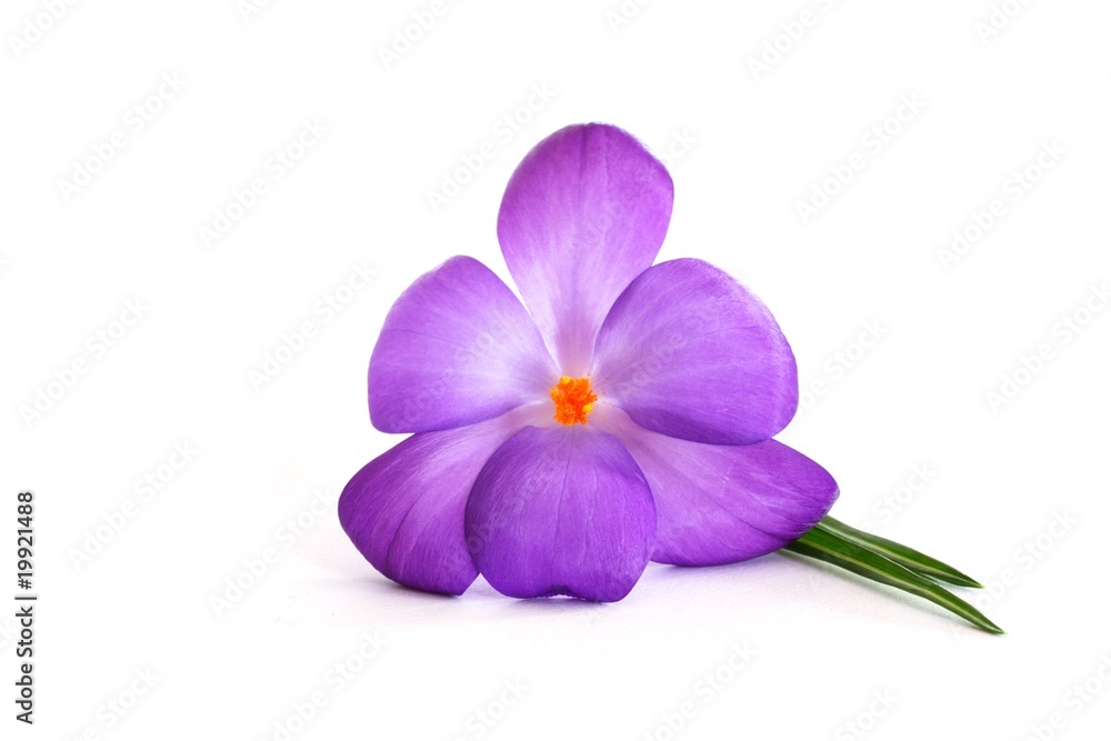 Krokusblüte Krokusblüte