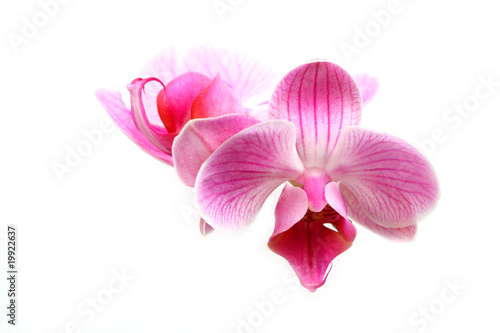 Flower orchid ( phalaenopsis )