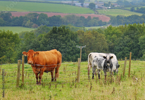 Fototapeta Naklejka Na Ścianę i Meble -  Grazing Cattle in an English Meadow