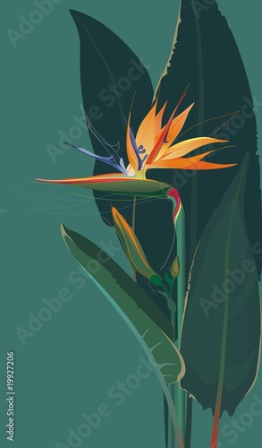 Bird of paradise flower