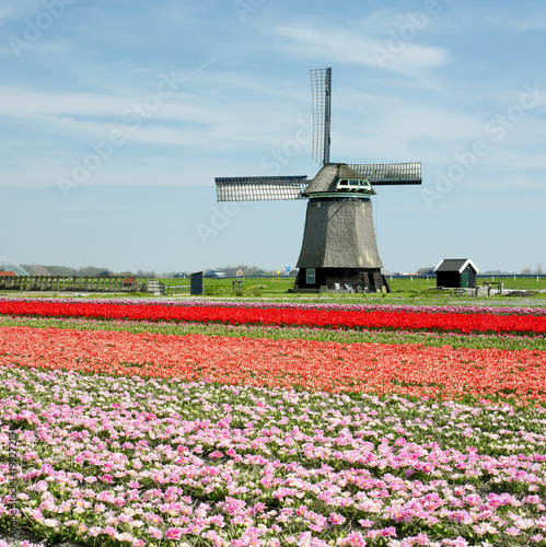 windmill with tulips near Sint-Maartens-vlotbrug, Netherlands