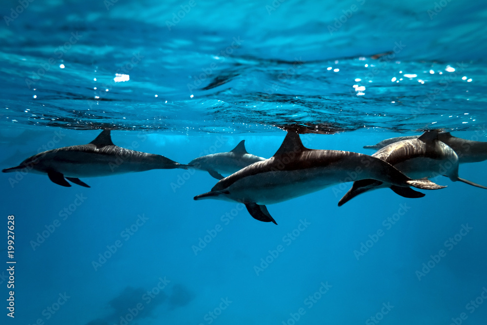 Obraz premium Dolphins in the sea