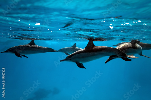 Dolphins in the sea © crisod