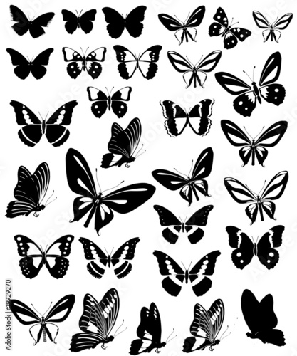 Butterflies Party #19929270
