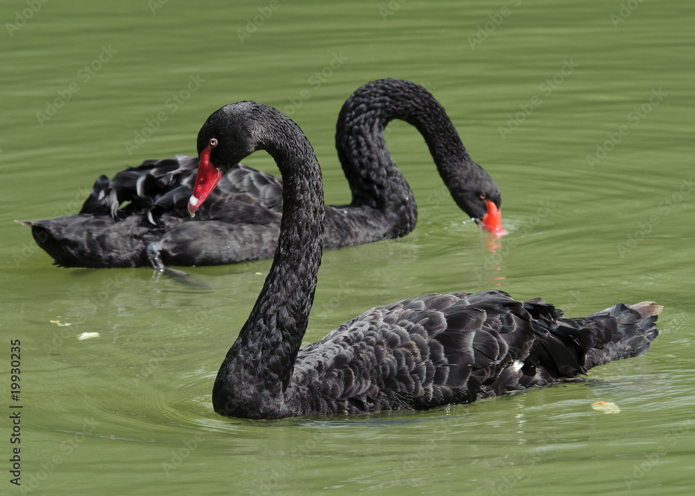 Black swans eating(Cygnus atratus) Black swans eating(Cygnus atratus)