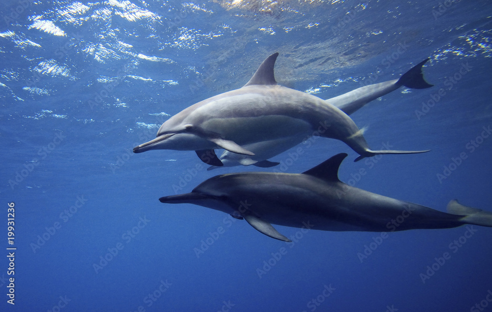 Fototapeta premium Dolphins