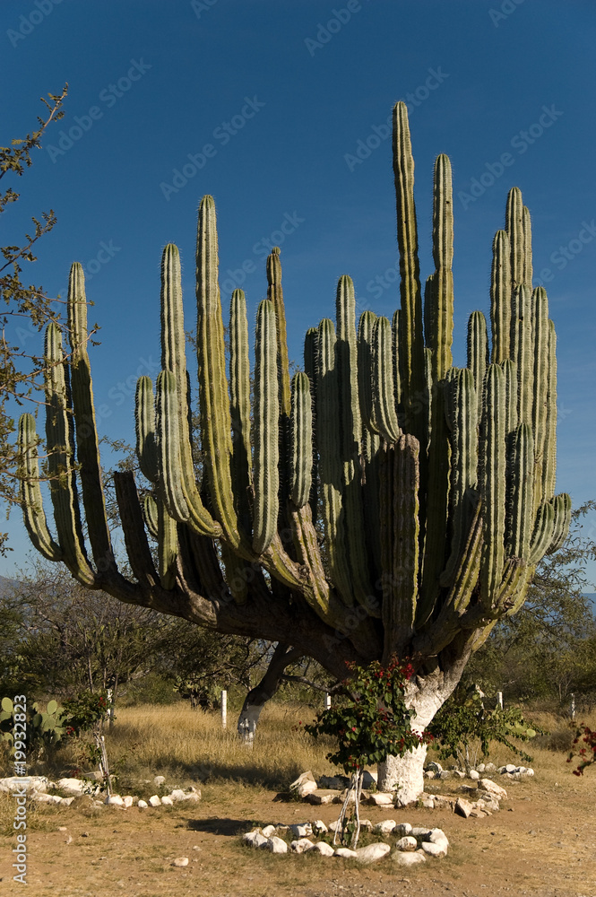 Reserva de la Biosfera Tehuacan - Kaktus Reserva de la Biosfera Tehuacan - Kaktus