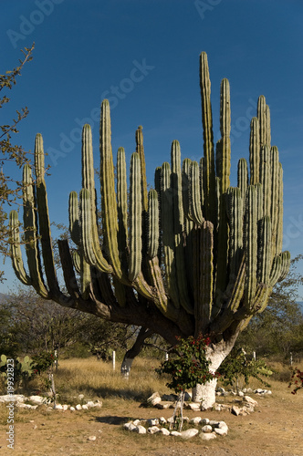 Reserva de la Biosfera Tehuacan - Kaktus