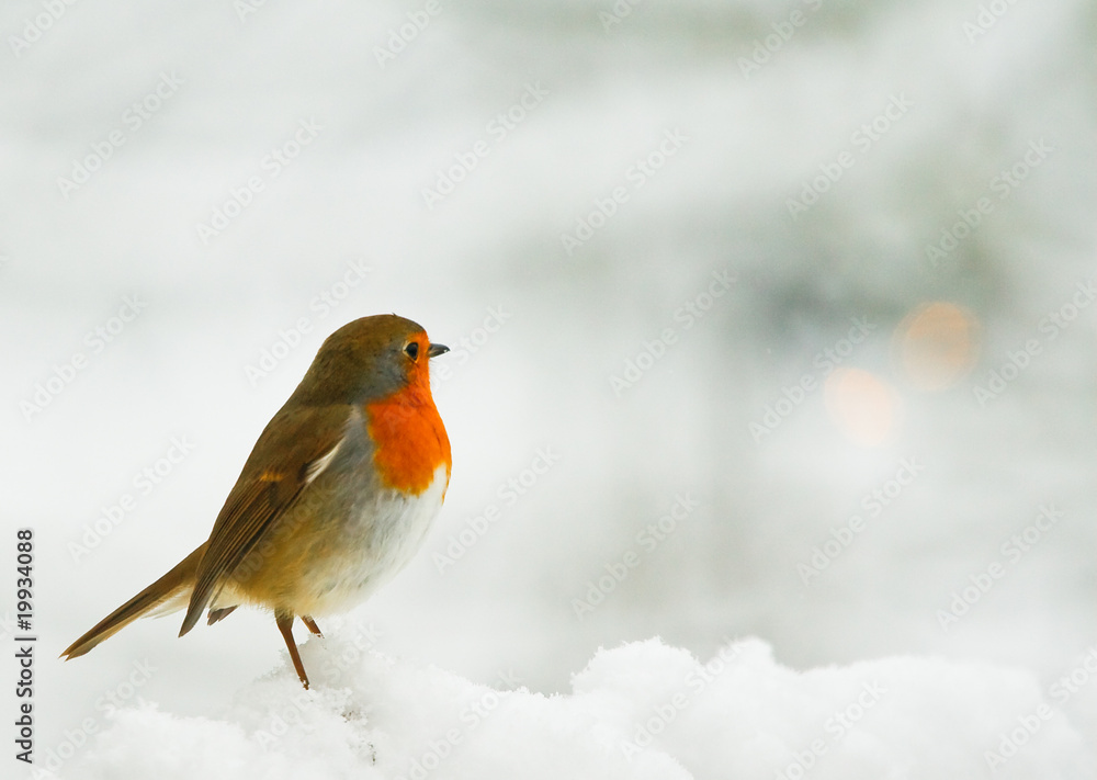 Fototapeta premium Robin in the snow
