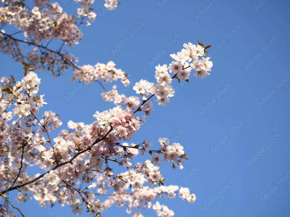 tree in blossom