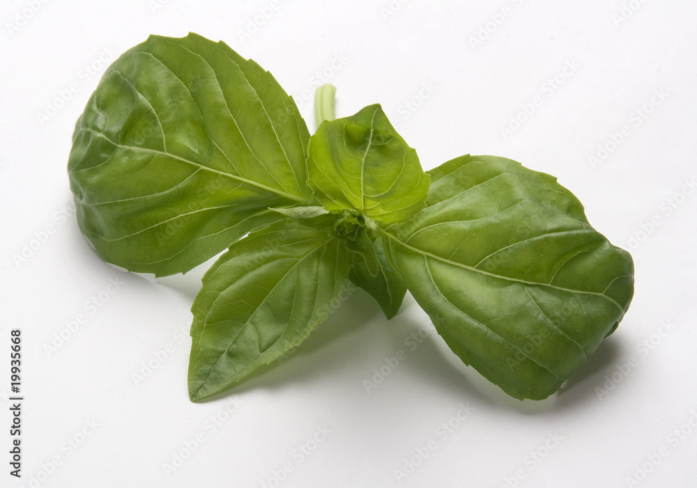 Fototapeta premium Basil