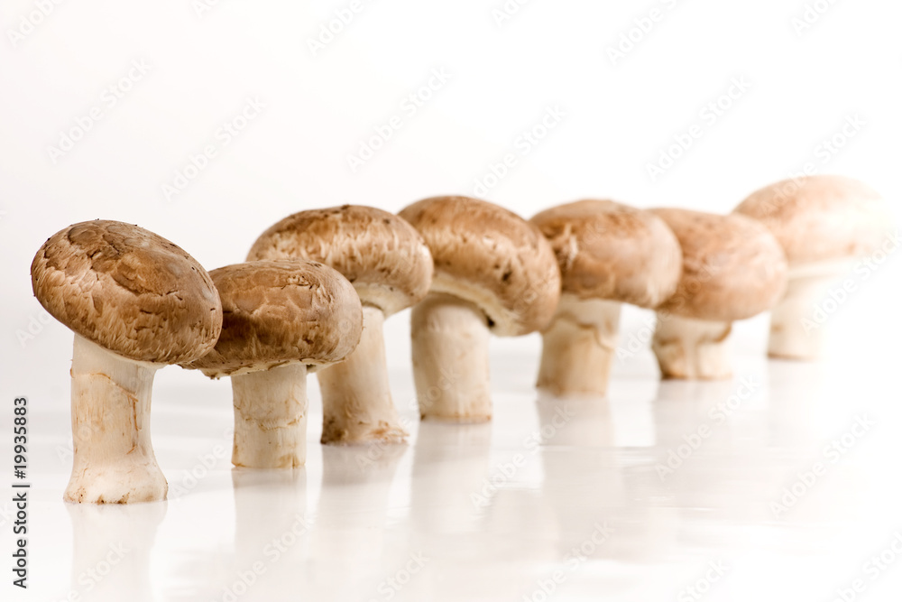 Fototapeta premium Champignons wd453