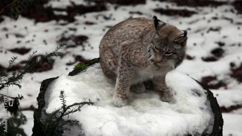 Europäischer Luchs im Winter photo