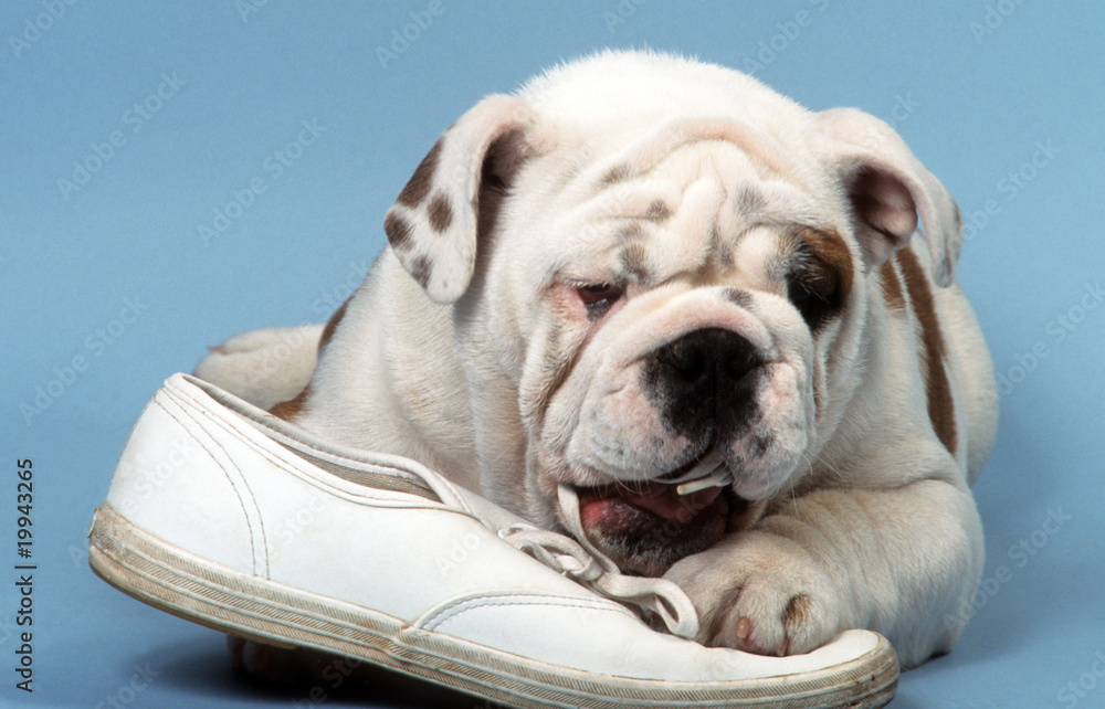 bulldog anglais en train de détruire une chaussure bulldog anglais en train de détruire une chaussure