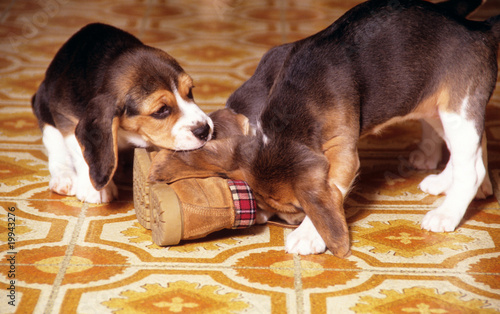 Bild auf Leinwand chiens de race beagle jouant avec une chaussure