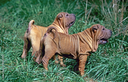 deux mini pei de profil