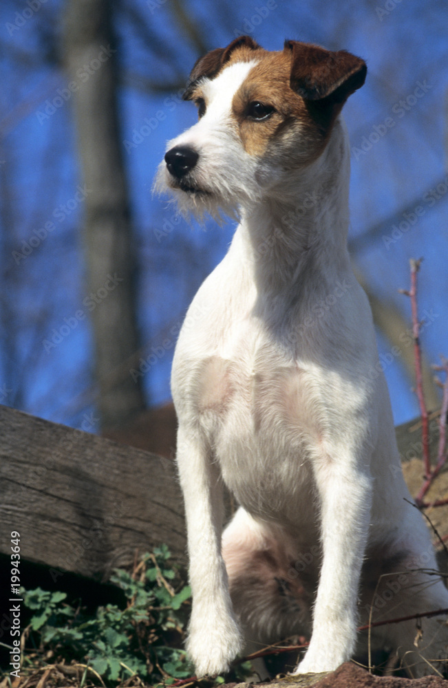 Obraz premium parson russell terrier debout de face très attentif