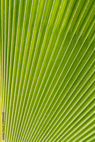 D  tail feuille palmier   ventail