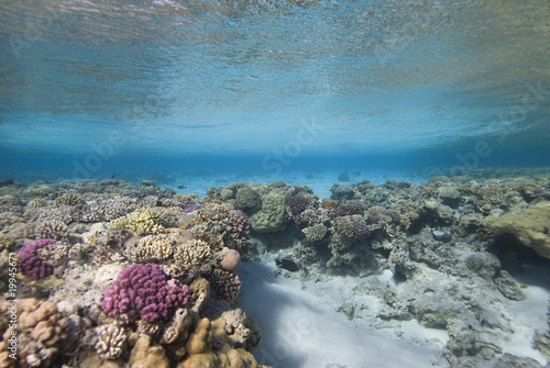 Hard Coral Reef plate