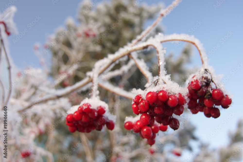Red berries on ice-covered branches Red berries on ice-covered branches