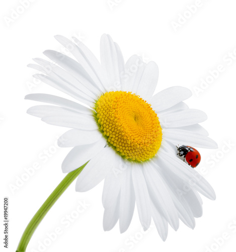 Ladybug is sitting on camomile against sky