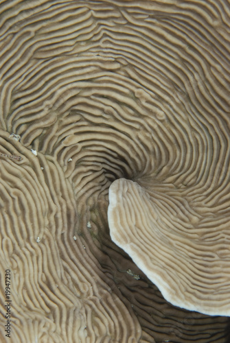 Coral Abstract
