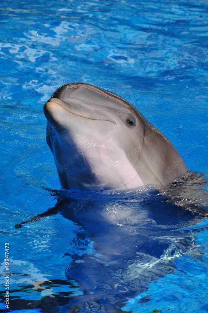 Fototapeta premium Dolphin