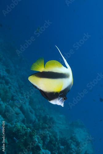 Colourful tropical fish